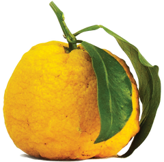 yuzu