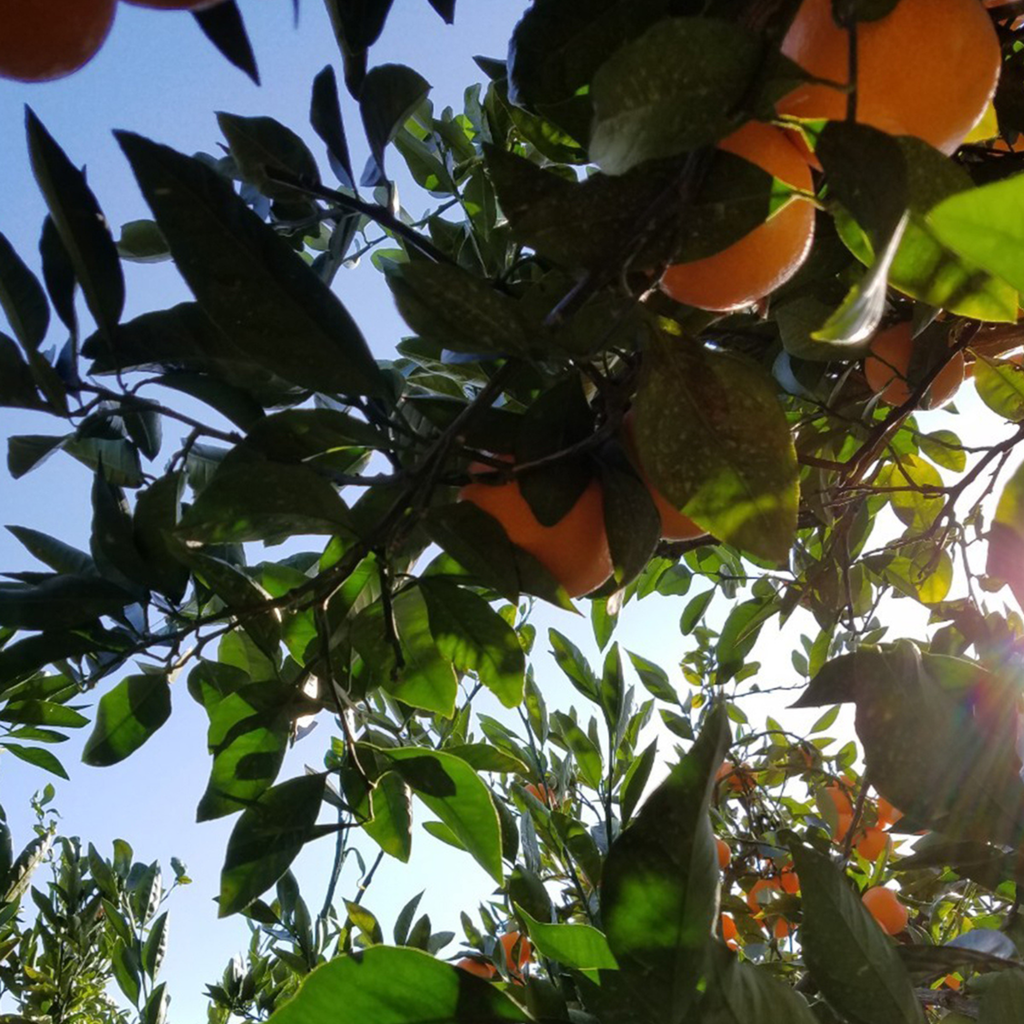 MIKANスパークリングウォーター