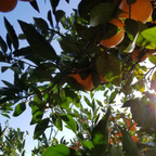 MIKANスパークリングウォーター