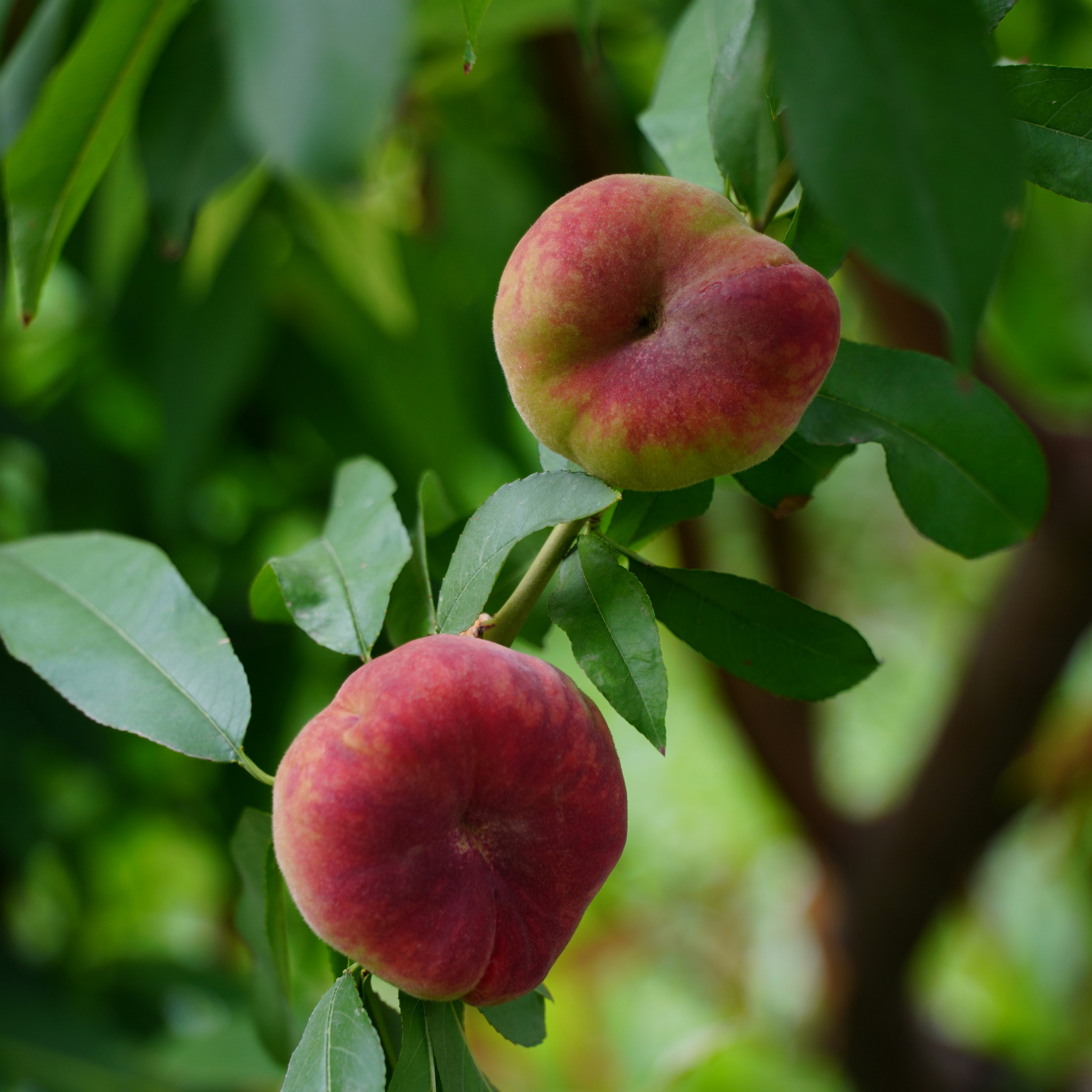 MOMOスパークリングウォーター