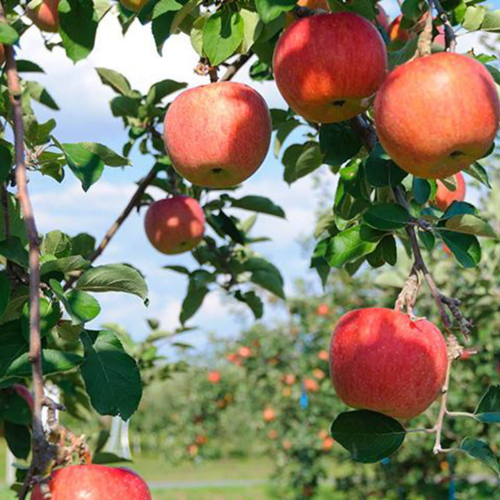 RINGOスパークリングジュース