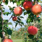 RINGOスパークリングジュース