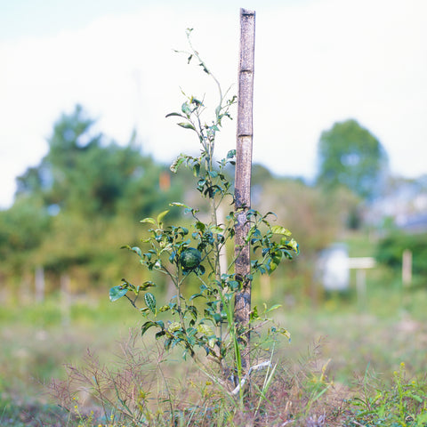 Sato Farm Membership